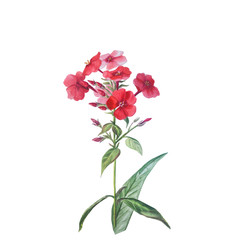 Set of Red phloxes with buds and leaves isolated on a white background.