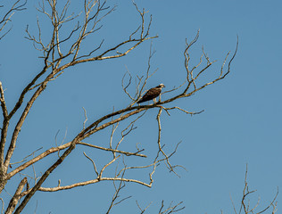 An Osprey Perched on a Dead Tree Branch.