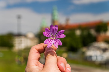 Pink flower in hand with Wawel background, Cracow