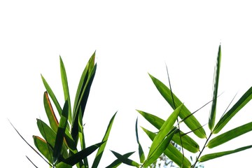 Bamboo leaves with branches on white background for green foliage backdrop 