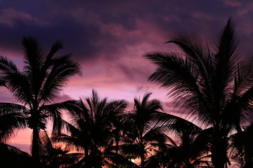 Palmeras atardecer