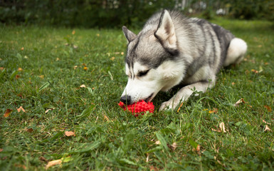 Portrait of a young Siberian husky with a red ball in his mouth. They lie on the green grass in a dog-friendly park.