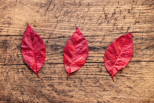 Autumn red leaves are placed on a wood background with copy space.
