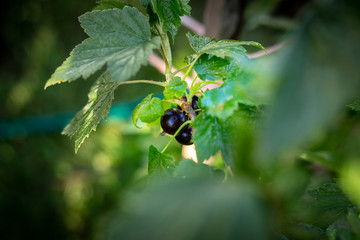 Black currant berries on a branch