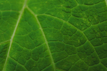 background texture green leaf structure macro photography