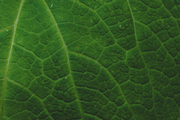 background texture green leaf structure macro photography