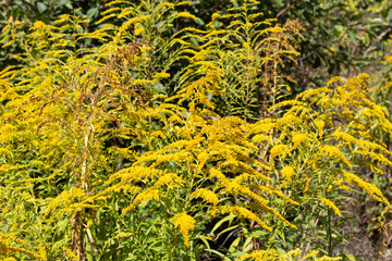 The beautiful bush of canadian goldmine (lat. Solidágo canadénsis) bloomed yellow in summer..