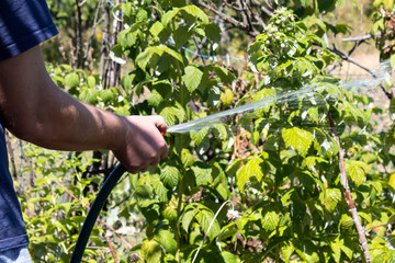 Obraz premium A man with a hose is watering raspberry bushes in the garden.