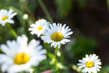 White daisies in the wild
