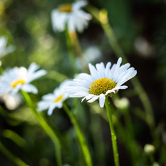 White daisies in the wild