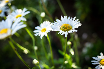 Fototapeta premium White daisies in the wild