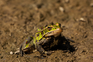 Green Frog
