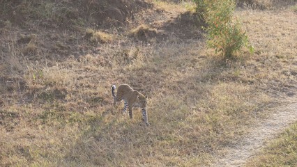 a lonely cheetah waiting for its prey