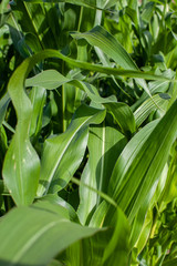 Obraz premium Corn leaves texture vertical