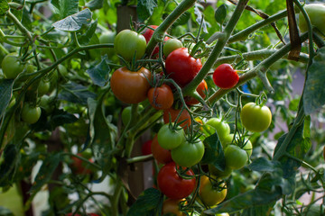 Organic tomato brunch with green to red vegs