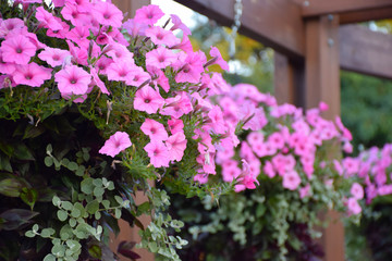 Fototapeta na wymiar Baskets of pink surfinia vein and petunia flowers in bloom with green leaves hanging on wooden beams with chains in summer city park.