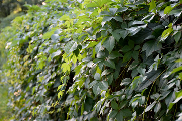 Green wall of wild grapes leaves.