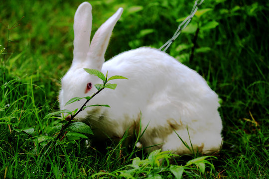 Rabbit eating grass with beautiful background