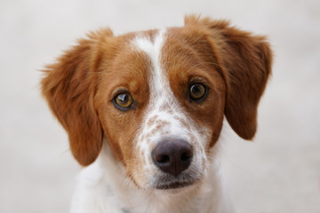 SPANIEL BRETON CLOSE-UP. WHITE AND BROWN.
