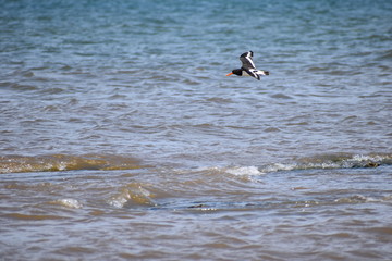 Noisy wader the oystercatcher is easily recognised by its striking black and white plumage and by its loud alarming call. It uses its powerful long red bill to feed on molluscs and other invertebrates