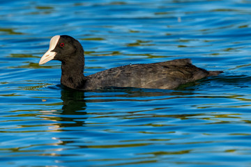 Eurasian Coot Fulica atra Costa Ballena Cadiz
