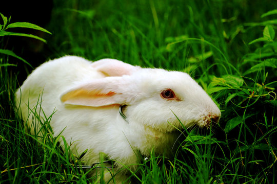 Rabbit eating grass with beautiful background
