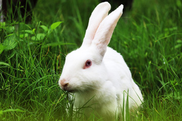 Rabbit eating grass with beautiful background