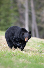 Black bear in the wild - 373776513