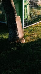 Skateboard apoyado en arbol al atardecer