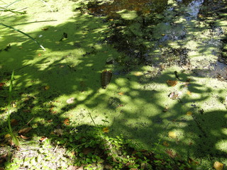 overgrown pond littered with household waste, ecology