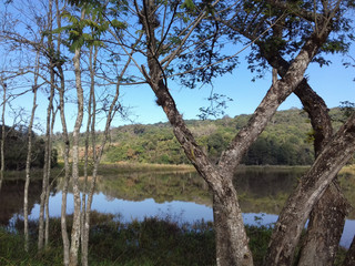 tree in the lake