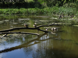 ducks on a fallen dry tree in the river