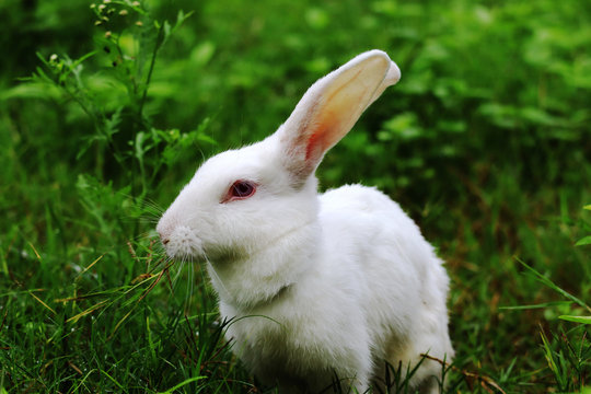 Rabbit eating grass with beautiful background