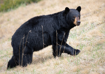 Fototapeta premium Black bear in the wild