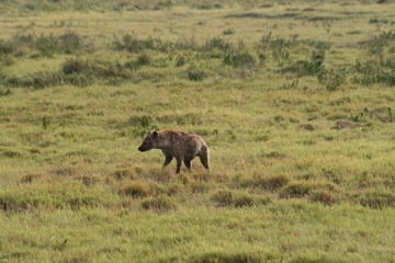 Fototapeta na wymiar hyena looking for something to eat