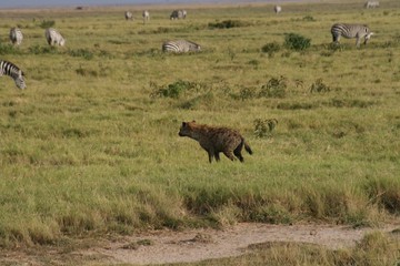 hyena looking for something to eat