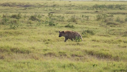 hyena looking for something to eat