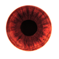 red human iris