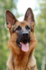 Portrait of a German shepherd in summer on a blurred background