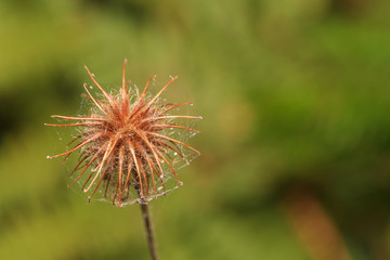 dry flower 