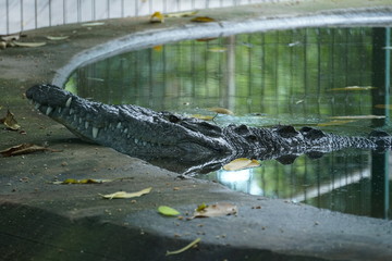 Cocodrilo