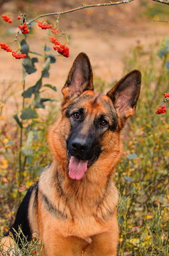 Dog on the background of mountain ash. German shepherd for a walk in the park. Autumn