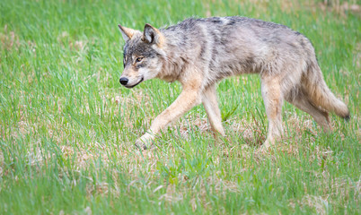 Naklejka na ściany i meble Grey wolf in the wild