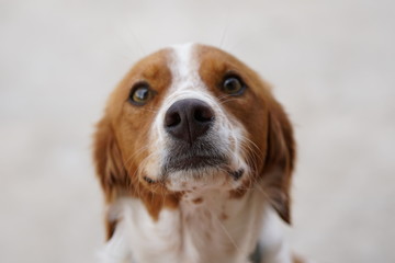 FUNNY SPANIEL BRETON CLOSE UP. WHITE AND BROWN.