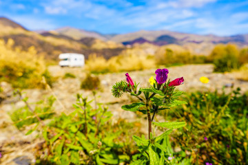 Flowers and caravan camping in the distance