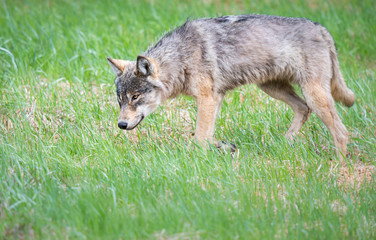 Grey wolf in the wild