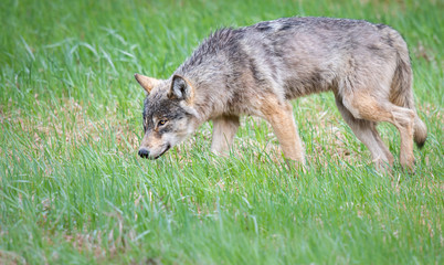 Grey wolf in the wild