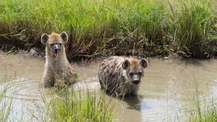 Fotobehang Hyena hyena looking for something to eat  © Eliot