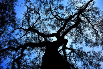 Fototapeta na wymiar Entre las ramas