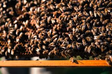 Bees and a wooden hive